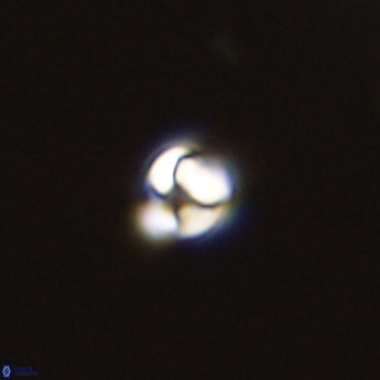 Owenia hillii 39054