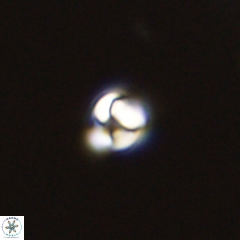 Owenia hillii 39054