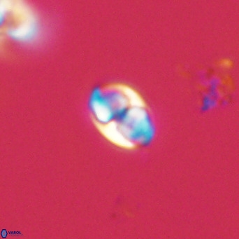 Owenia hillii 39055