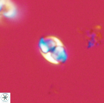 Owenia hillii 39055