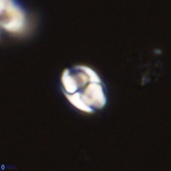 Owenia hillii 39056