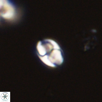 Owenia hillii 39056