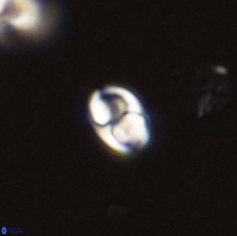 Owenia hillii 39057