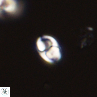 Owenia hillii 39057