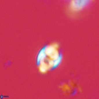 Owenia hillii 39058