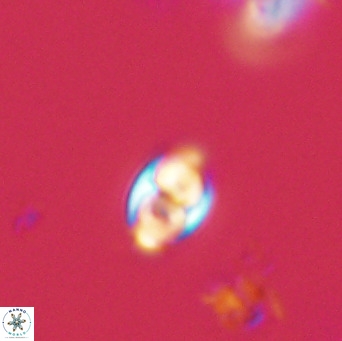 Owenia hillii 39058