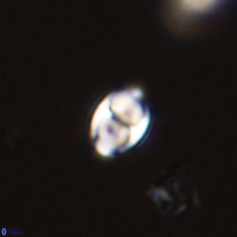 Owenia hillii 39059