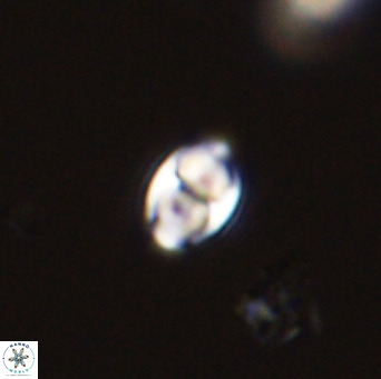 Owenia hillii 39059