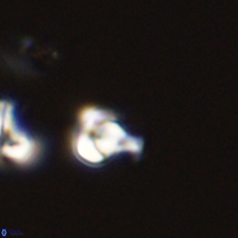 Owenia hillii 39052