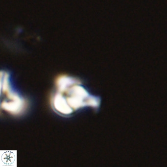 Owenia hillii 39052