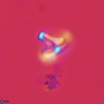 Owenia hillii 39065