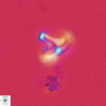 Owenia hillii 39065