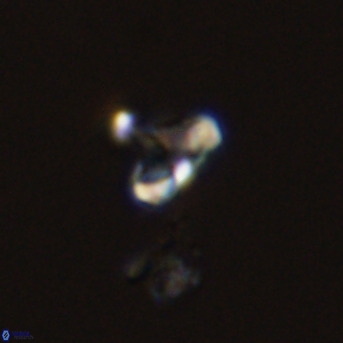 Owenia hillii 39066
