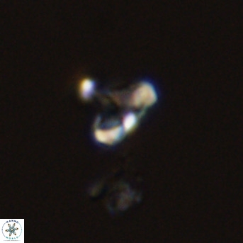 Owenia hillii 39066