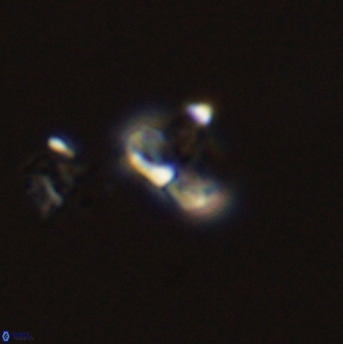 Owenia hillii 39067