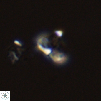 Owenia hillii 39067