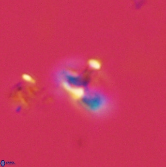 Owenia hillii 39068