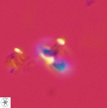 Owenia hillii 39068