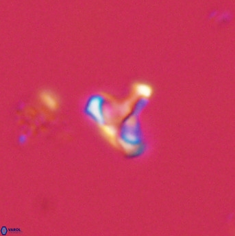 Owenia hillii 39069