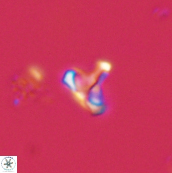 Owenia hillii 39069