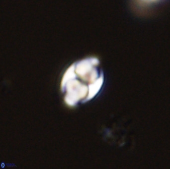 Owenia hillii 39060