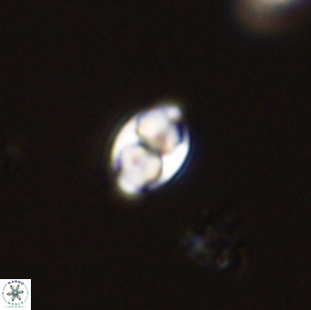 Owenia hillii 39060
