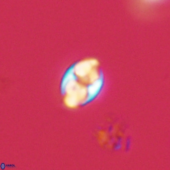 Owenia hillii 39061