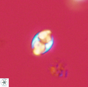 Owenia hillii 39061