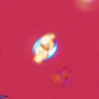 Owenia hillii 39062