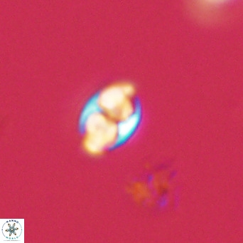 Owenia hillii 39062