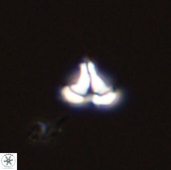 Owenia hillii 39063