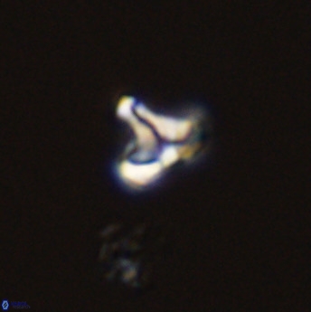 Owenia hillii 39074