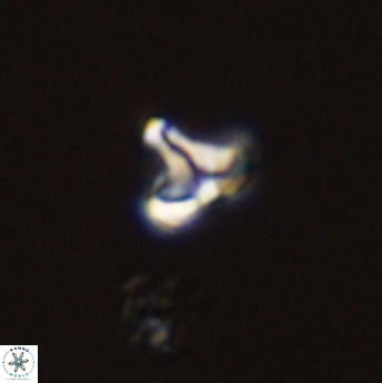 Owenia hillii 39074