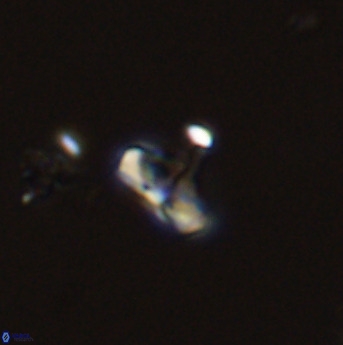 Owenia hillii 39070