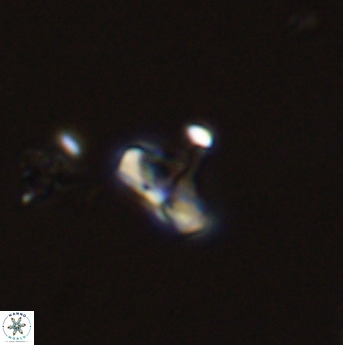 Owenia hillii 39070