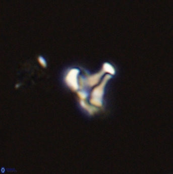 Owenia hillii 39071
