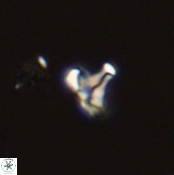 Owenia hillii 39071