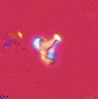 Owenia hillii 39072