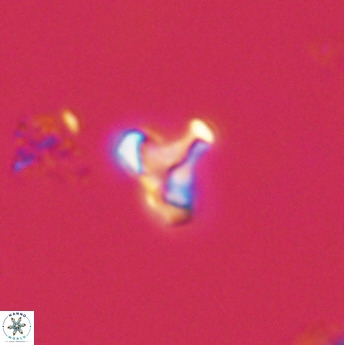 Owenia hillii 39072