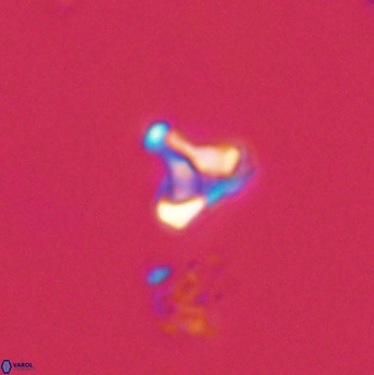 Owenia hillii 39073