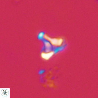 Owenia hillii 39073