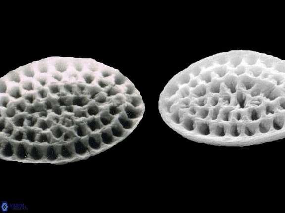 P multipora 1