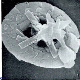 Prediscosphaera majungae 12194