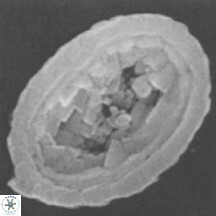 Percivalia nebulosus 3786