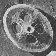 Axopodorhabdus albianus 12805