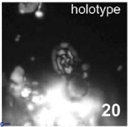 Prediscosphaera borealensis 28731