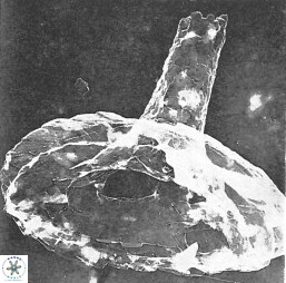Axopodorhabdus cylindratus 2952