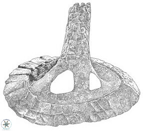 Axopodorhabdus cylindratus 2952