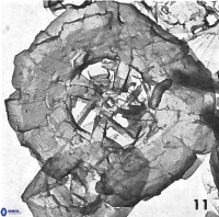 Prediscosphaera decorata VR 11857