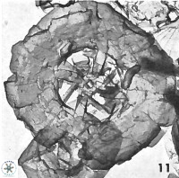 Prediscosphaera decorata VR 11857